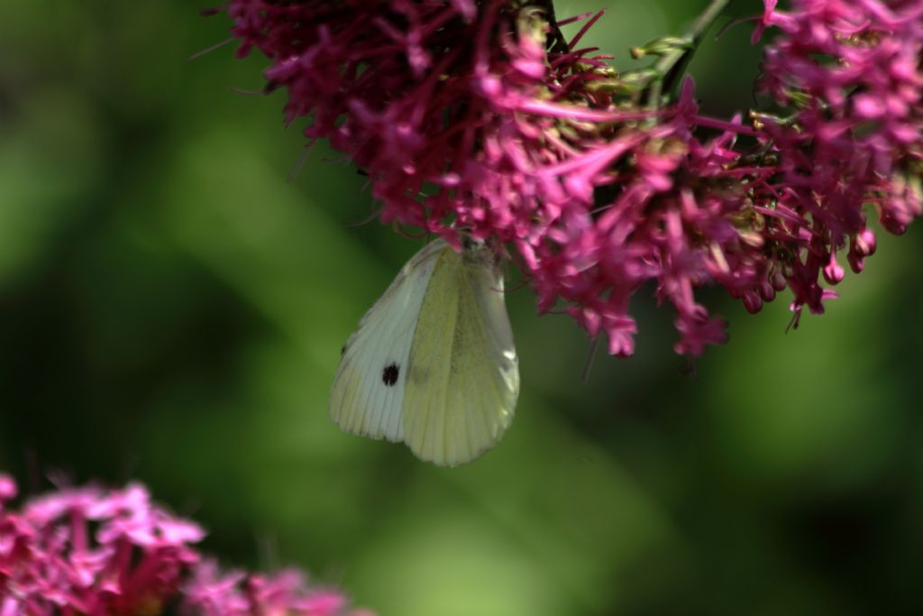 Pieris rapae?